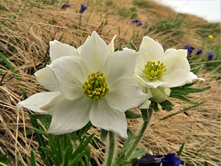 Spettacolo di fiori e marmotte sui sentieri per i Laghetti di Ponteranica – 18magg22  - FOTOGALLERY